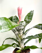 Aechmea fasciata Primera