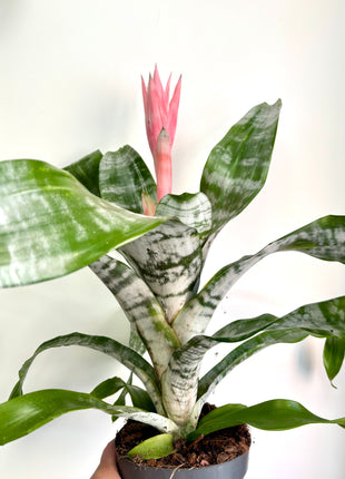 Aechmea fasciata Primera
