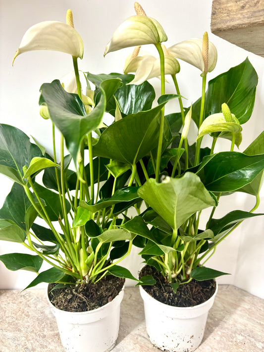 Anthurium White Champion