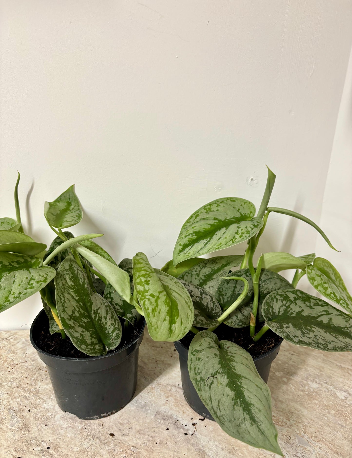 Scindapsus Pictus Trebie