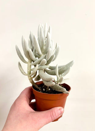 Senecio Mont Blanc