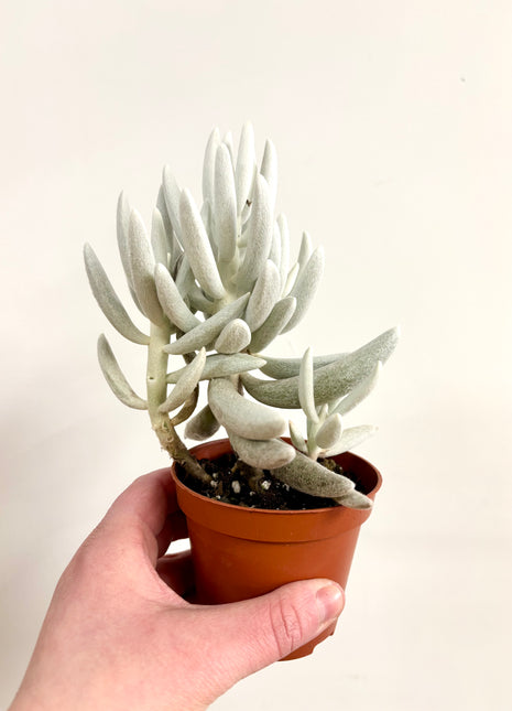 Senecio Mont Blanc