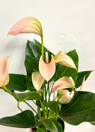 Anthurium Peach