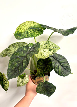 Alocasia Dragon Mint