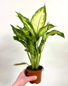 Dieffenbachia Camilla