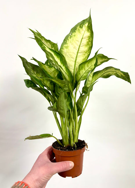 Dieffenbachia Camilla