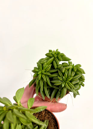 Peperomia Happy Bean