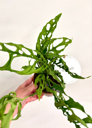 Monstera Oblique Peru