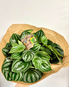 Peperomia Watermelon