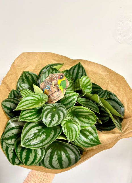 Peperomia Watermelon