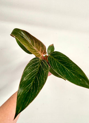 Philodendron Pink Bikini