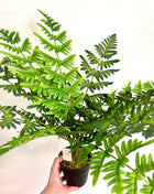 Faux Fern plant