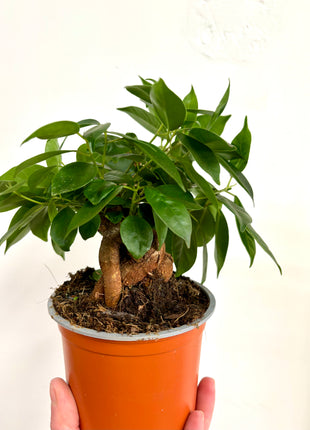 Ficus Mi Retina