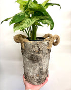 Bark pot with handles