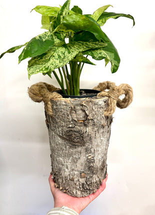 Bark pot with handles
