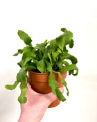 Epiphyllum Guatemalense