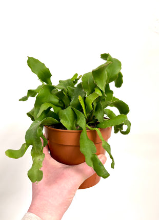 Epiphyllum Guatemalense