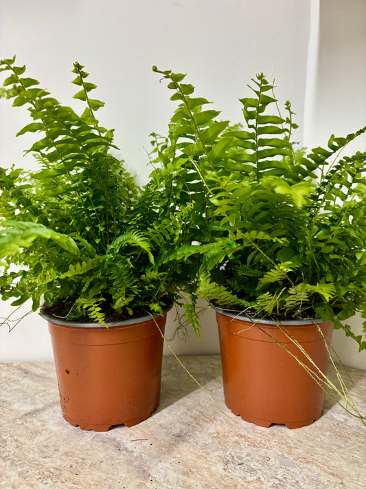 Nephrolepis/Boston fern