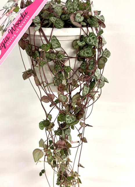 Ceropegia silver glory/string of hearts