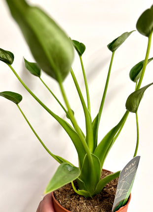 Alocasia Tiny Dancer