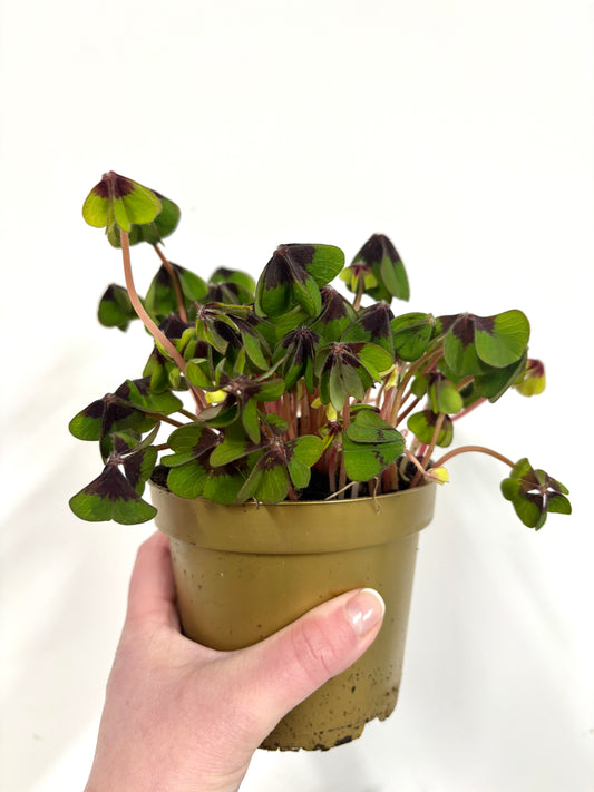 Oxalis Deppei