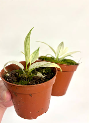 Philodendron Florida Ghost