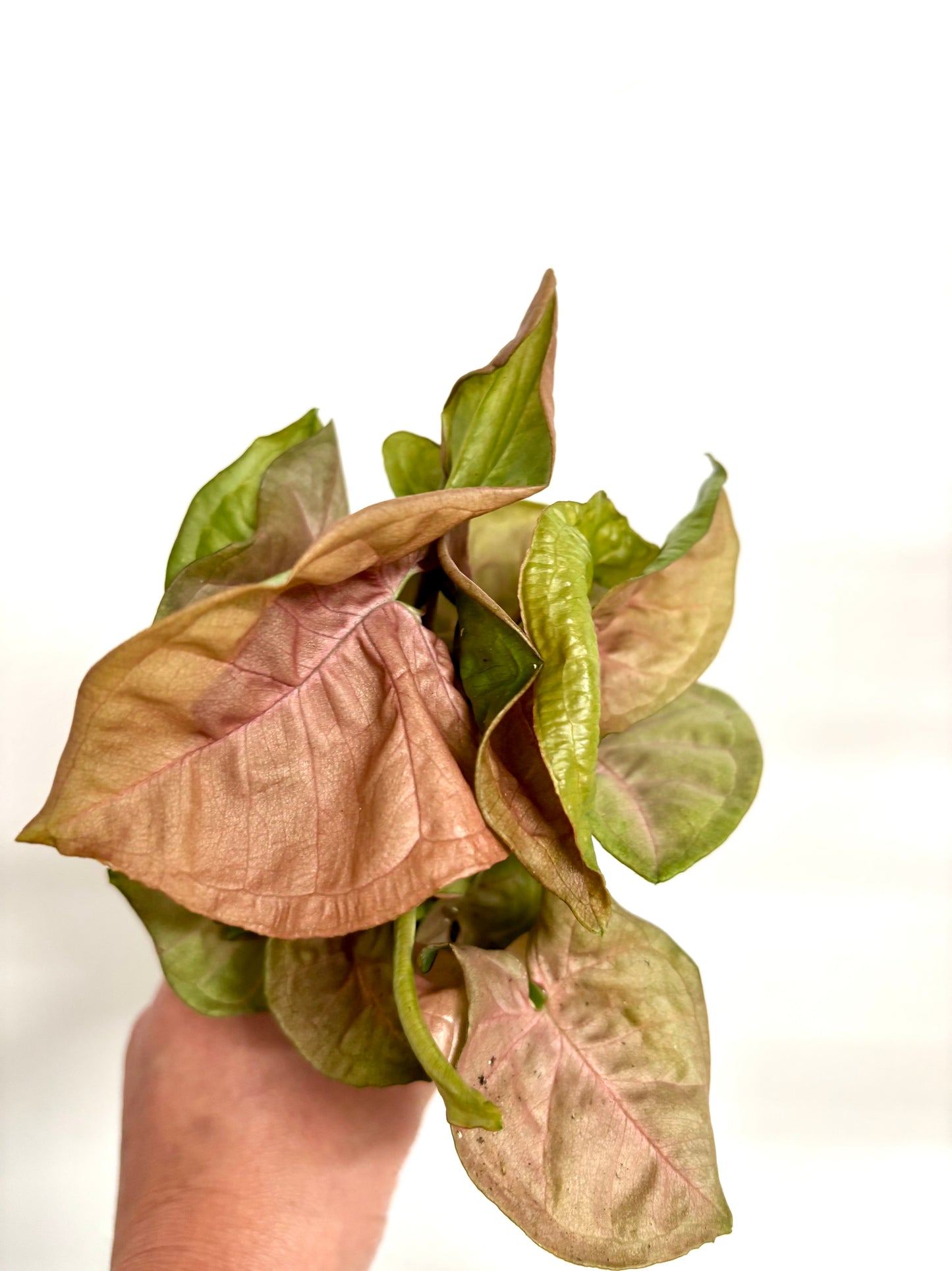 Syngonium Red Heart