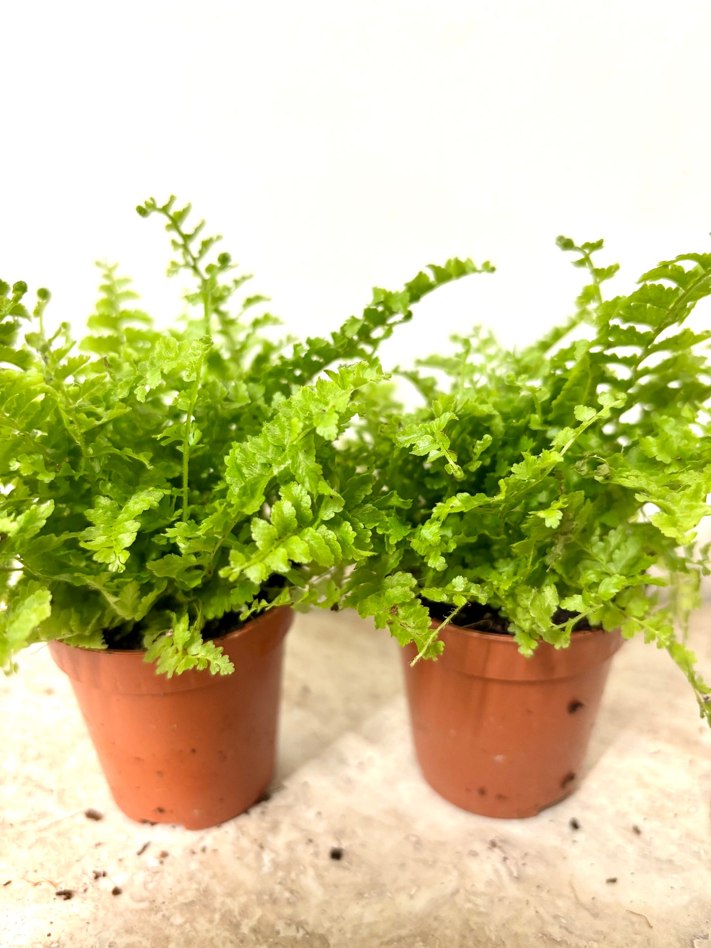 Nephrolepis/Boston fern