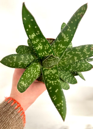 Gasteria Amour