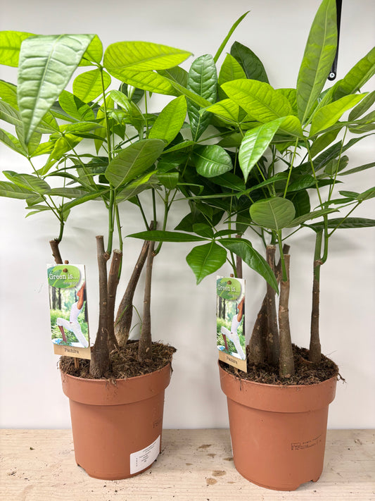 Pachira Aquatica