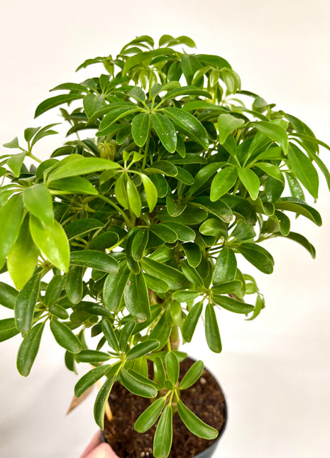 Schefflera Luseana