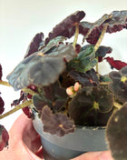 Begonia Rex Conga