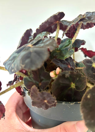 Begonia Rex Conga
