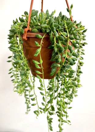 Senecio Herreianus/Tears