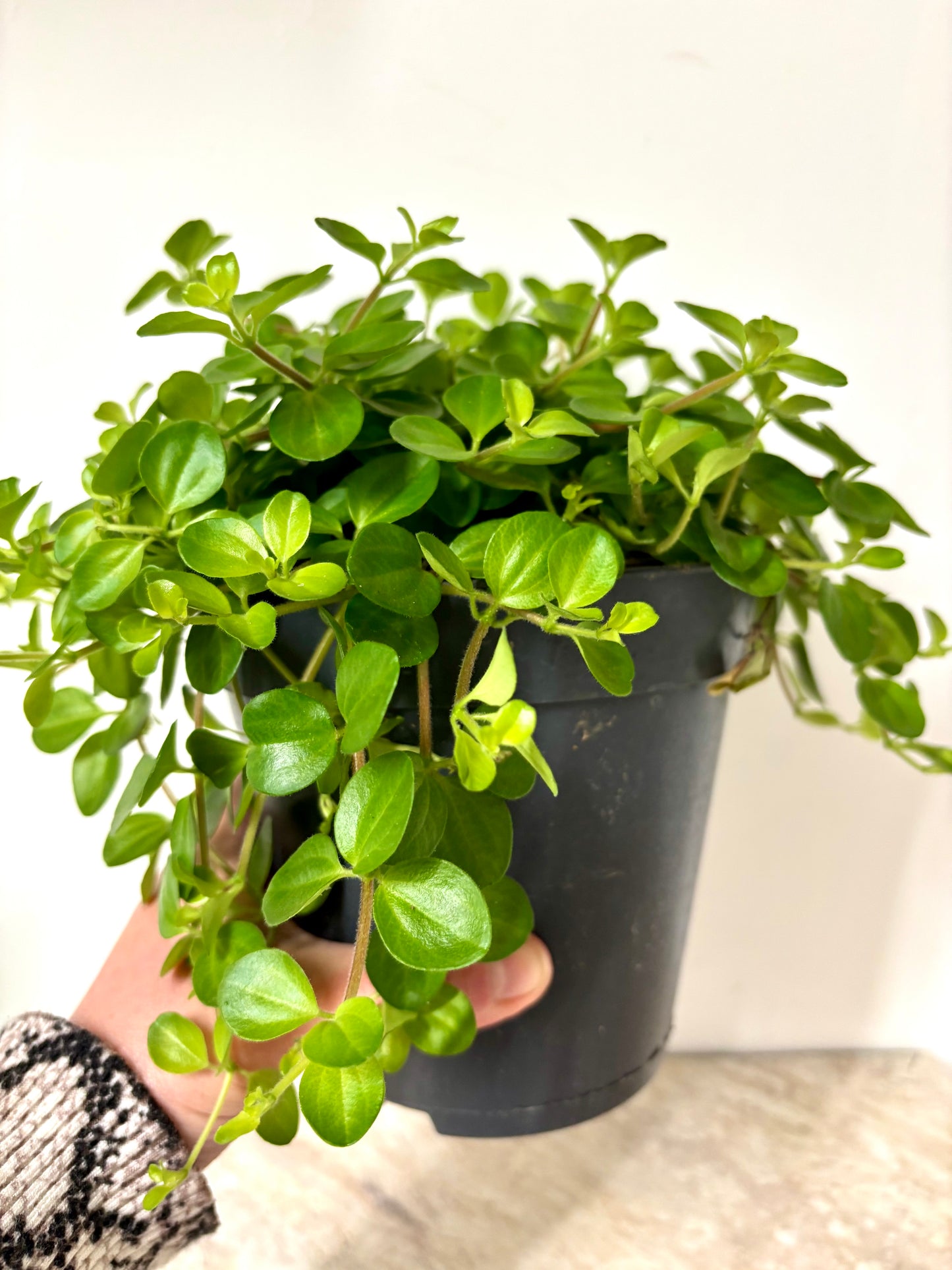 Peperomia Rotundifolia