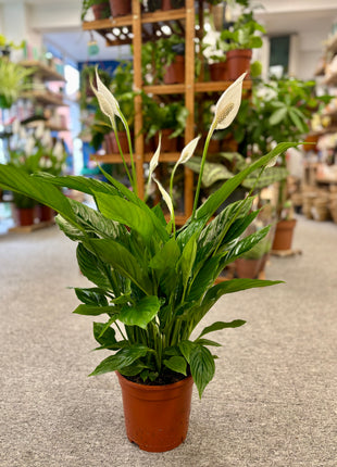 Spathiphyllum/ Peace Lily