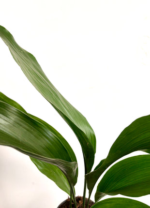 Aspidistra Elatior