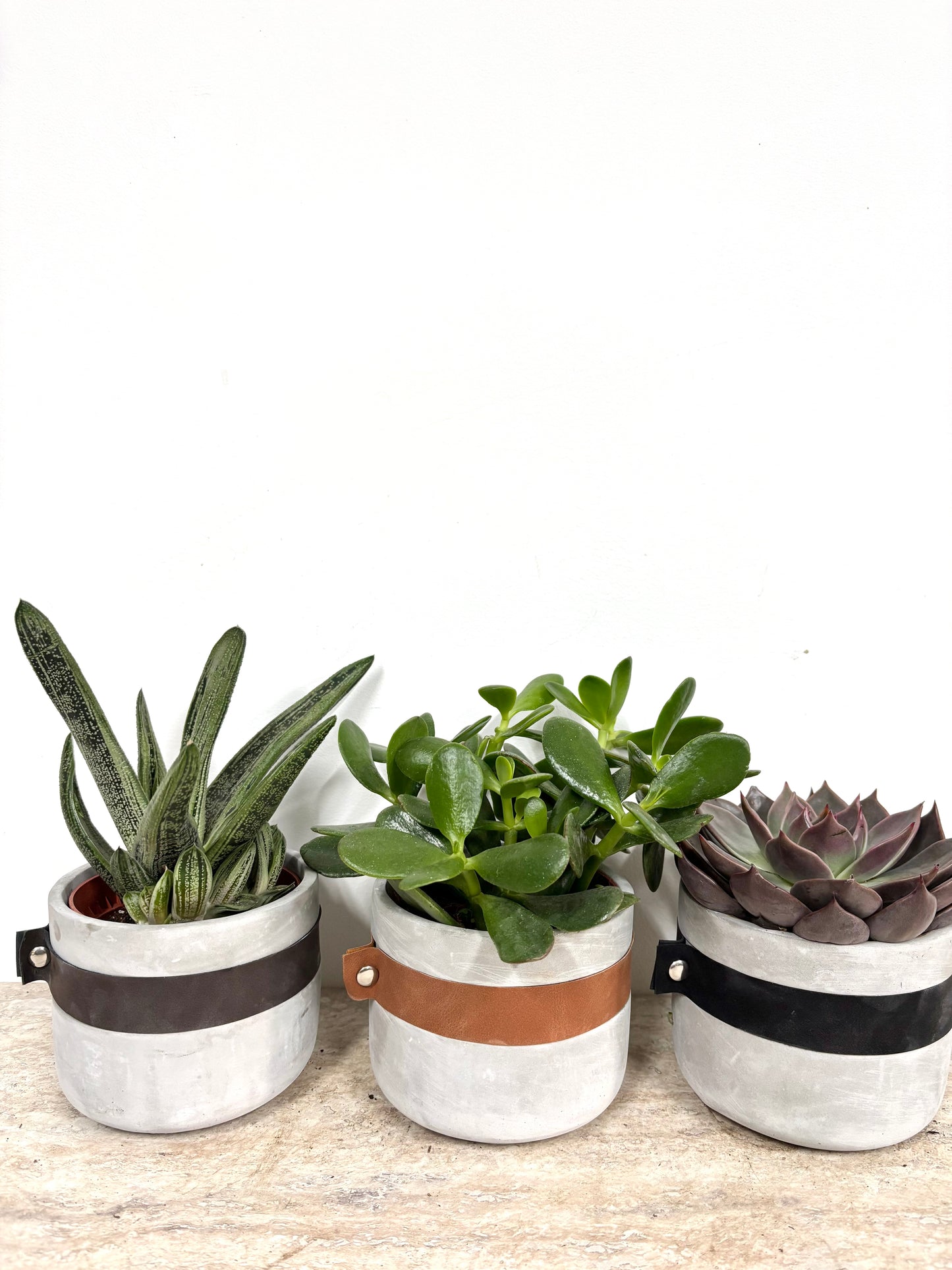 Potted Succulents