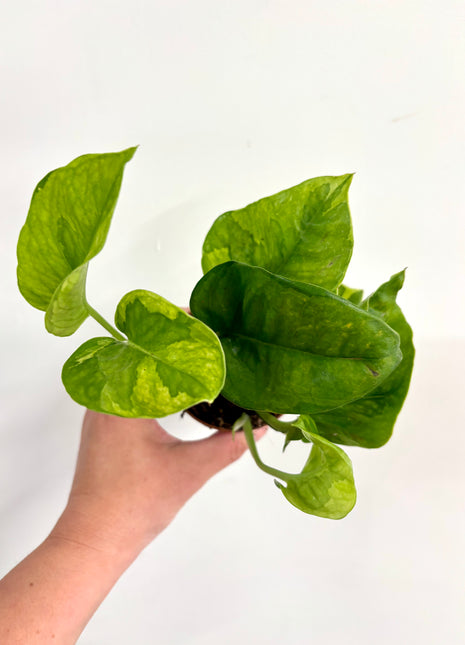 Epipremnum Lemon Joy