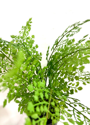 Faux Fern