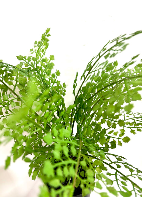 Faux Fern
