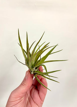 Air plants