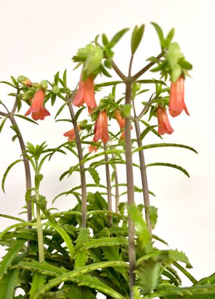 Kalanchoe Lucky Bells