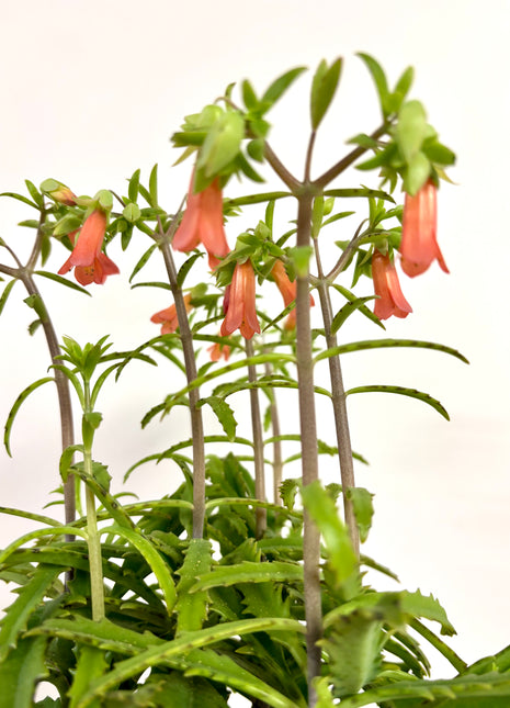 Kalanchoe Lucky Bells