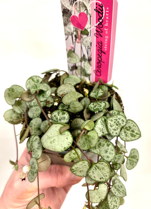 Ceropegia Woodii