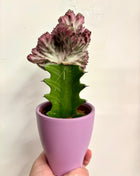Euphorbia