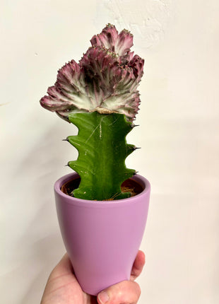 Euphorbia