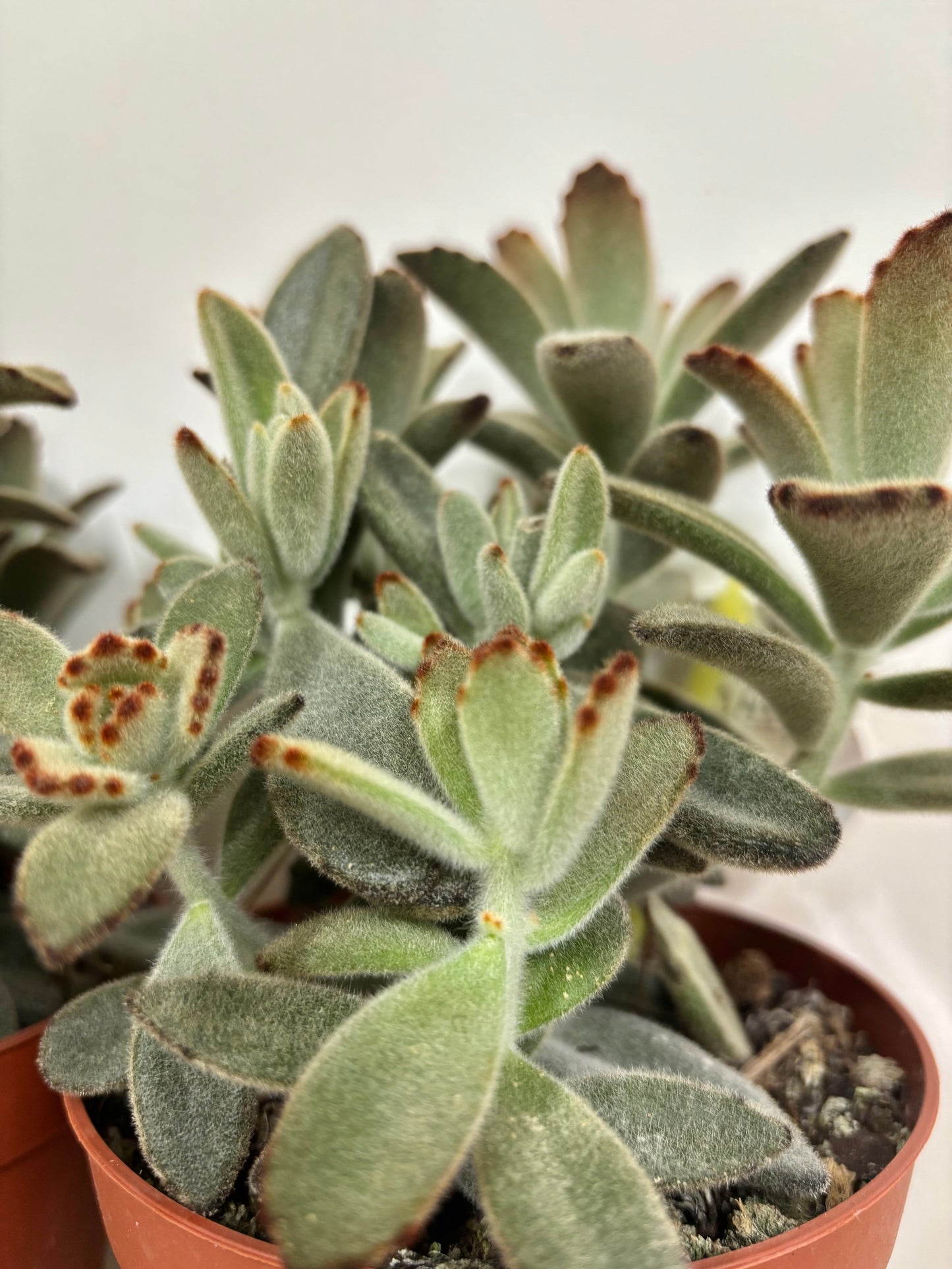 Kalanchoe Tomentosa