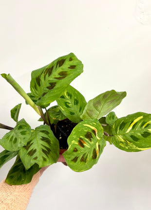 Maranta Leuconeura