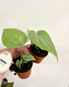 Monstera Amydrium Medium Silver